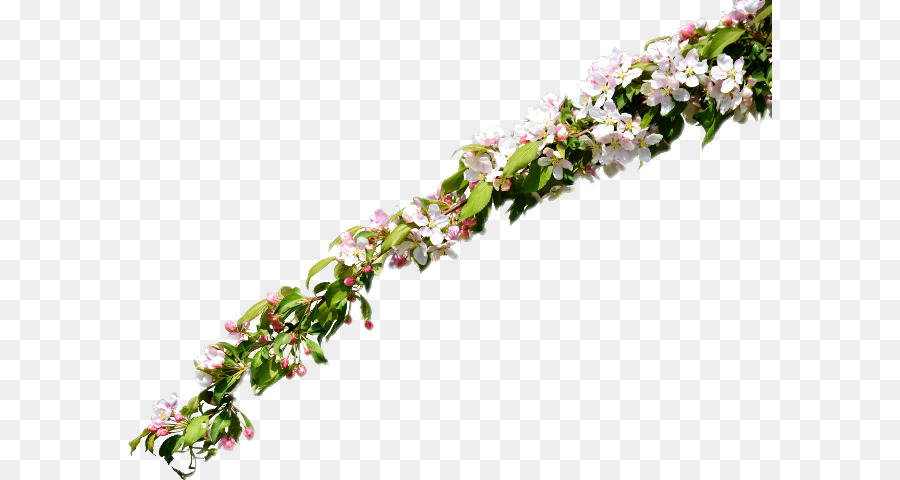 Flor，Design Floral PNG