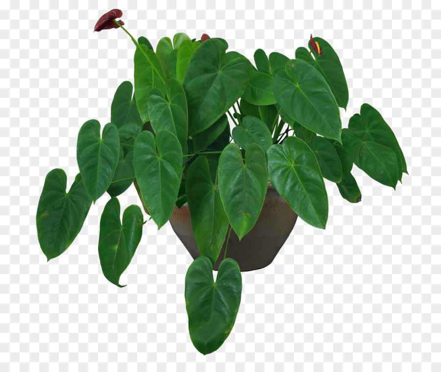 Planta De Casa，Flowerpot PNG