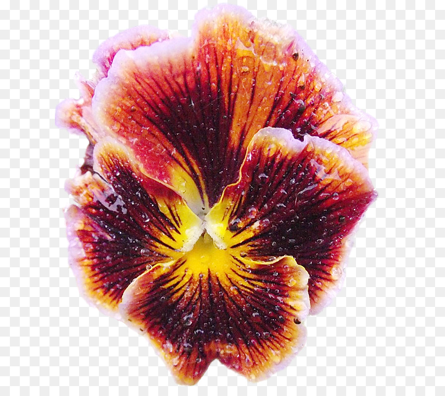 Flor，Florescer PNG