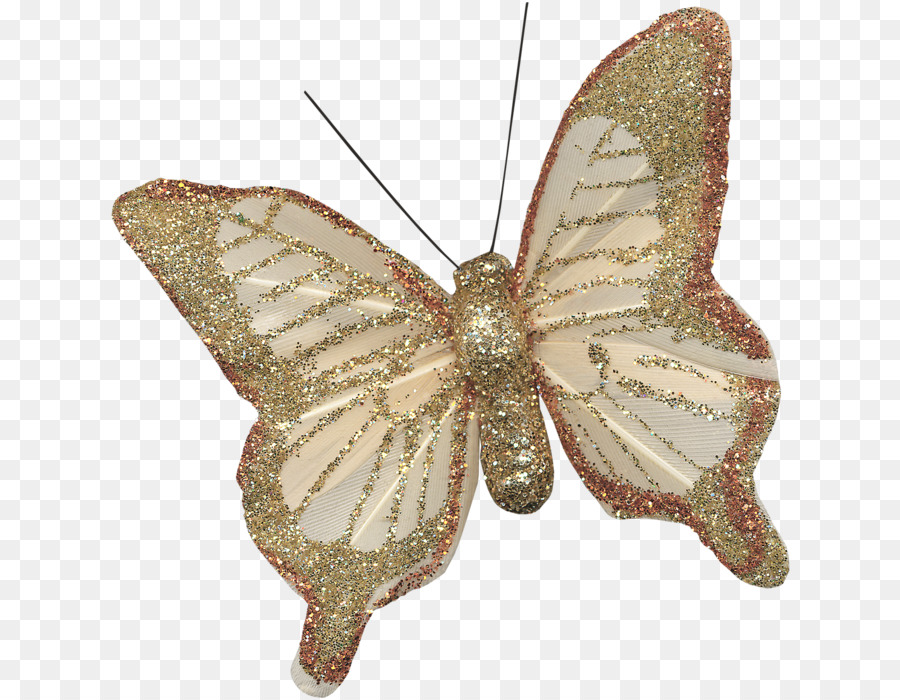 Nymphalidae，Borboleta PNG