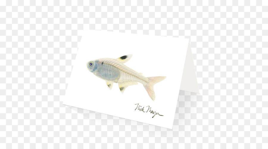 Pristella Maxillaris，Tetra PNG