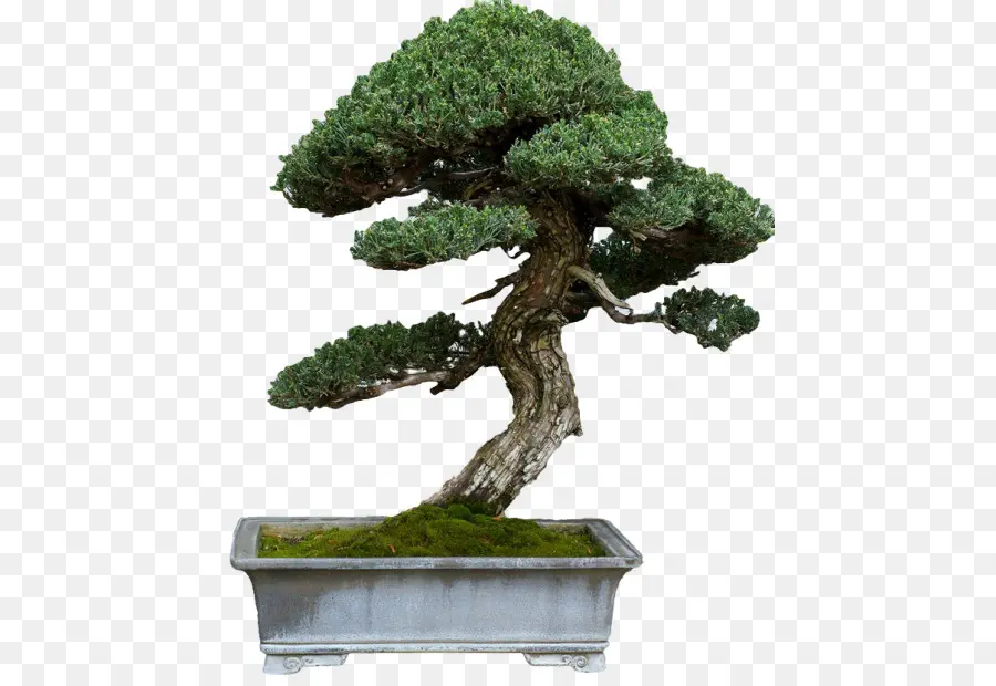 Árvore Bonsai，Miniatura PNG