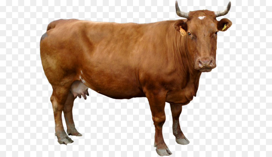 Holstein Frísia Gado，Guernsey Gado PNG