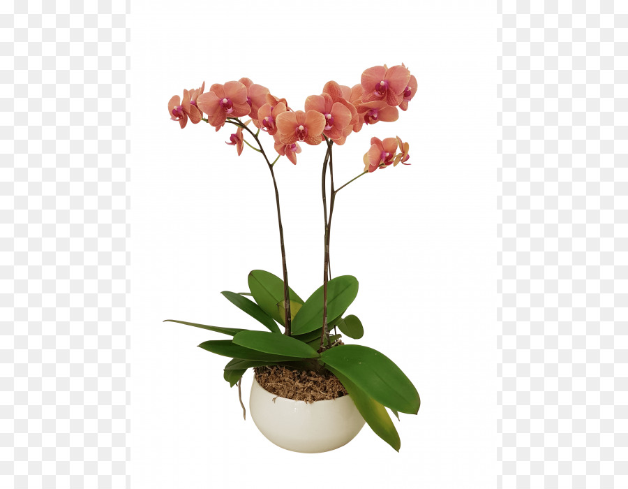 Orquídea，Flor PNG