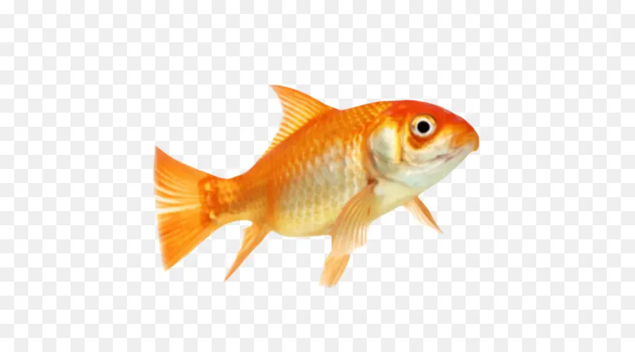 Peixinho Dourado，Peixe PNG