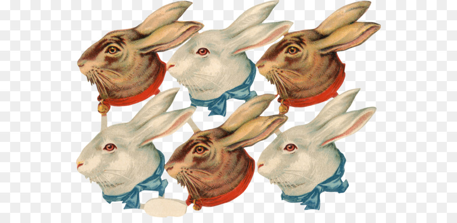 Coelhos，Coelhinho PNG