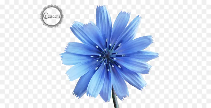 Flor Azul，Natureza PNG