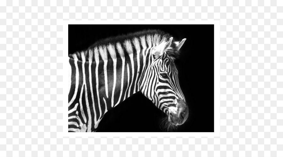 Quagga，Zebra PNG