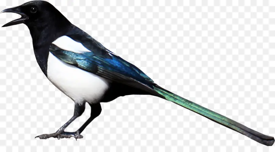 Eurásia Magpie，Magpie PNG