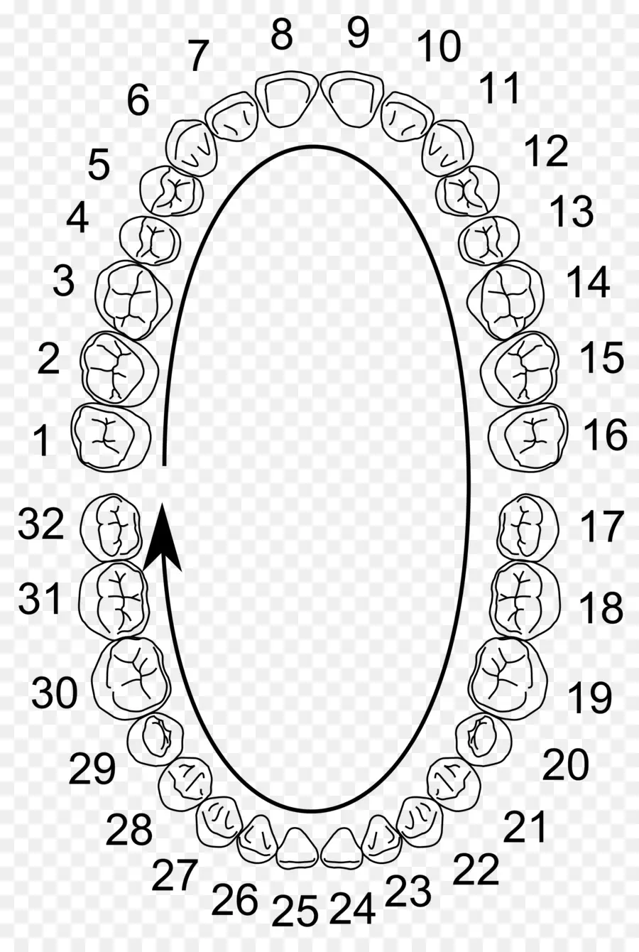 Sistema Universal De Numeração De，De Dentes Humanos PNG