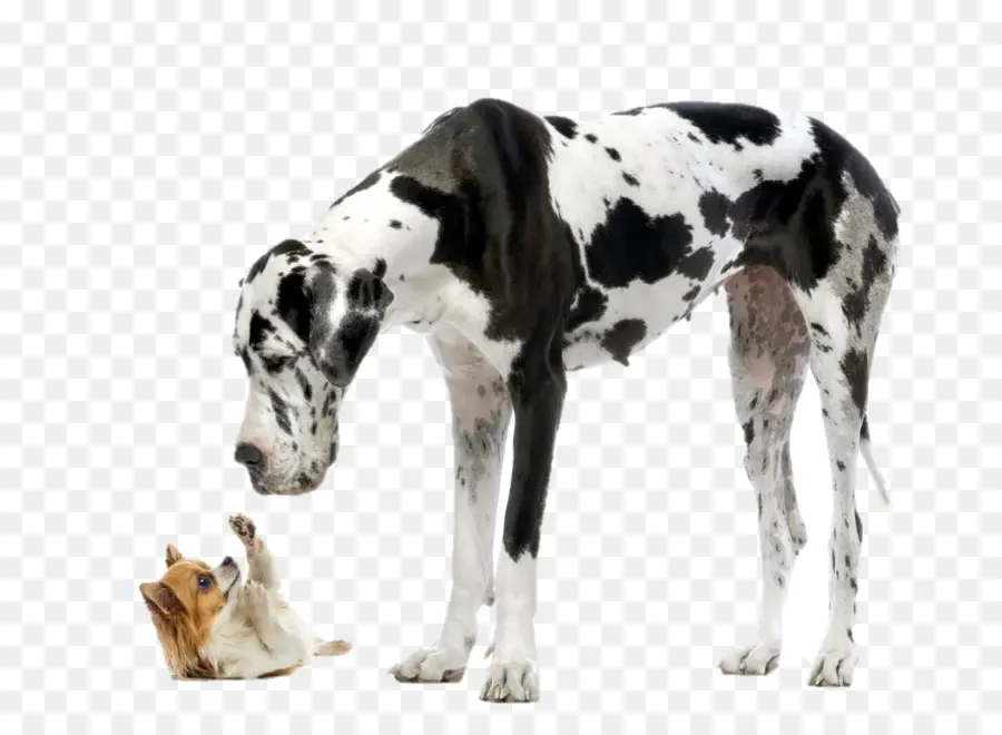 Dogue Alemão E Chihuahua，Cães PNG