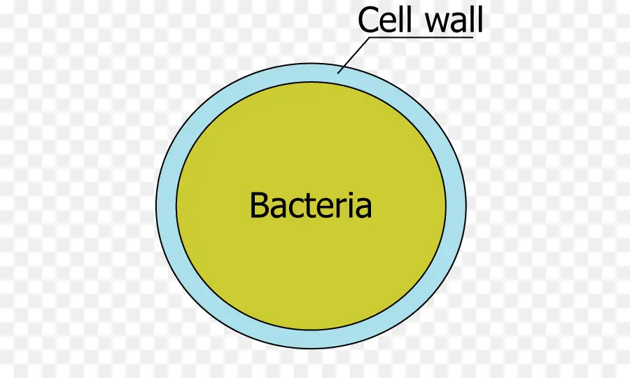 Bactérias，Célula PNG