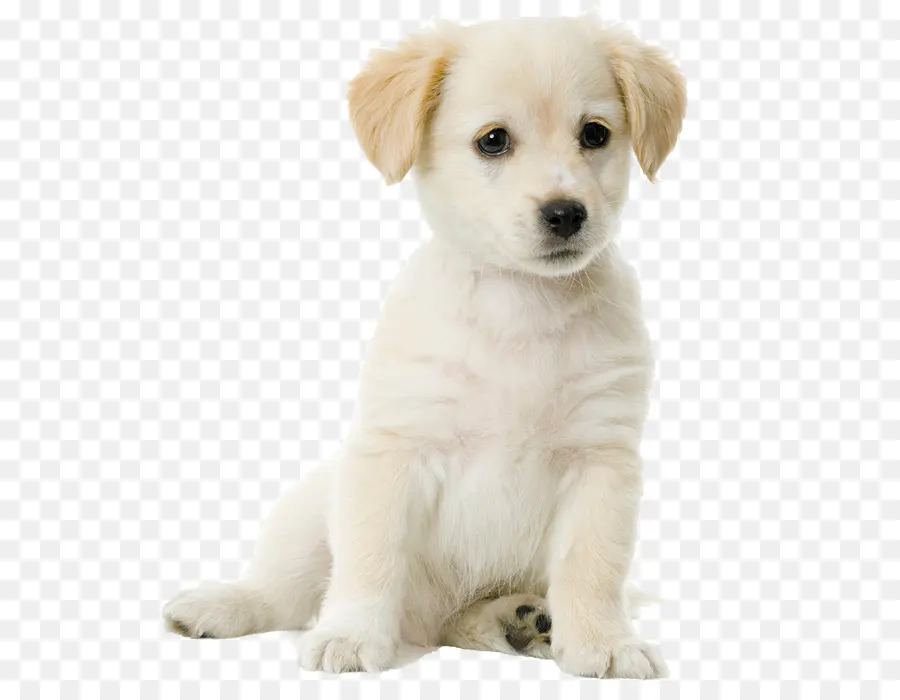 Labrador Retriever，Golden Retriever PNG