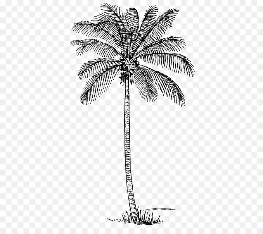 Desenho，Arecaceae PNG