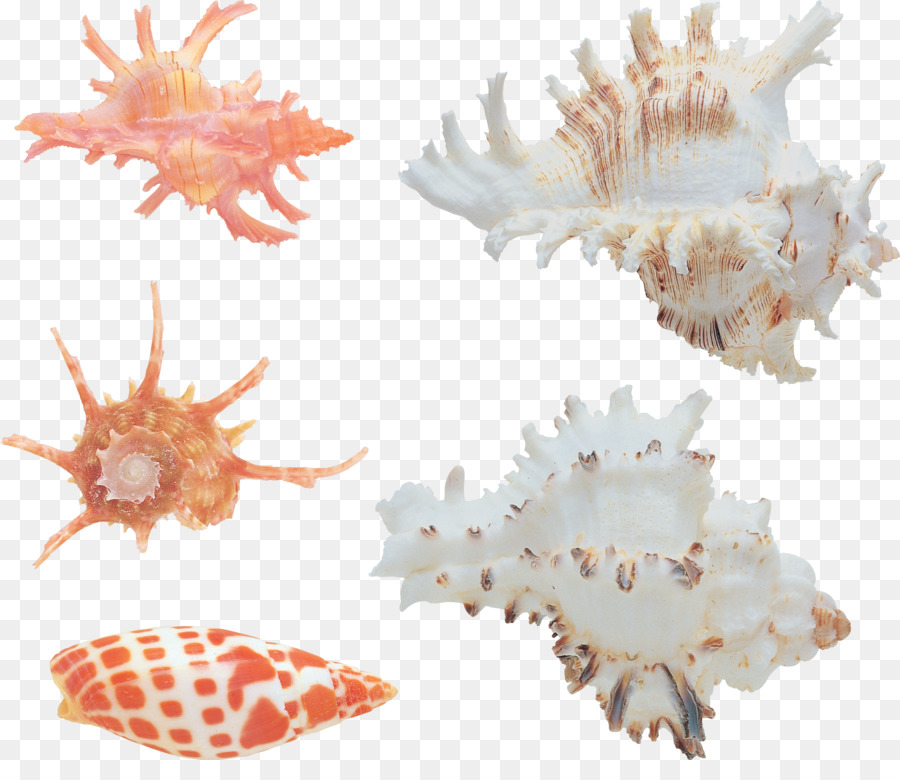 Seashell，Conquiliologia PNG