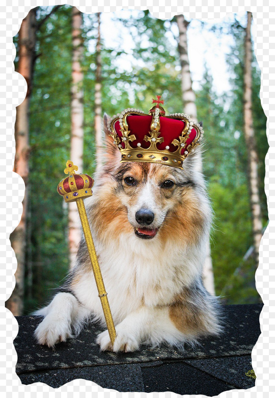 Rough Collie，Shetland Sheepdog PNG