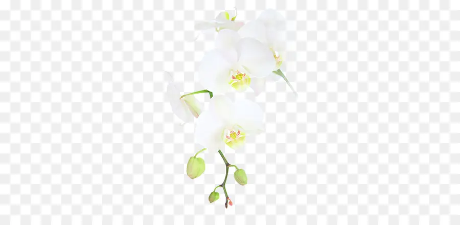 Orquídea Branca，Florescer PNG