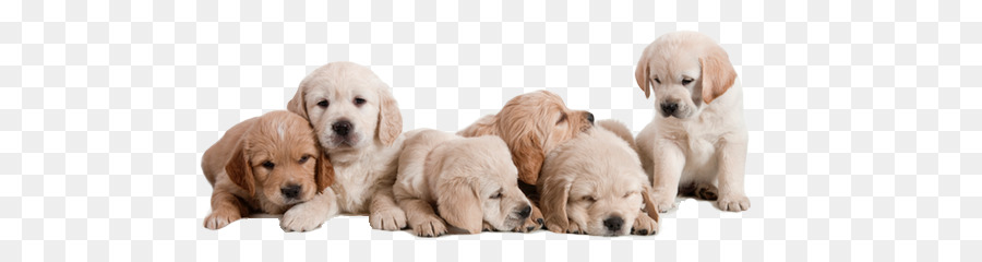 Filhotes，Cães PNG