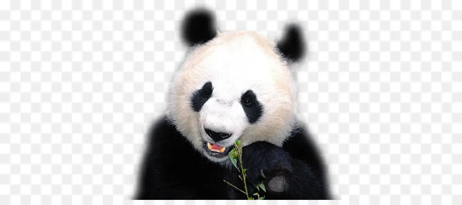 Panda Comendo Bambu，Panda PNG