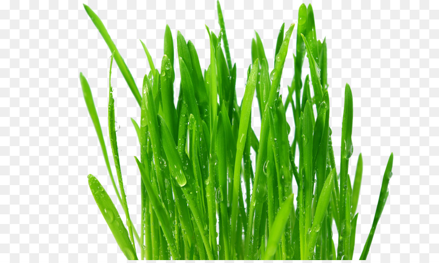 Wheatgrass，O Trigo Mole PNG