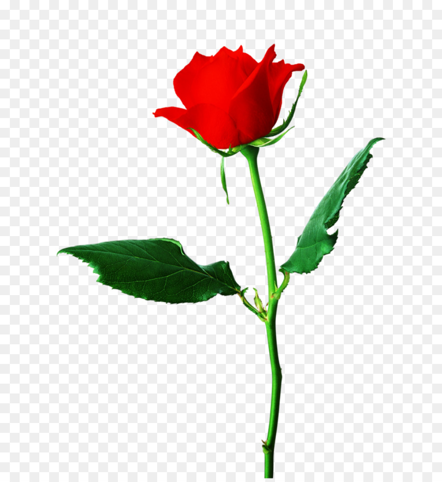 Rosa，Vermelho PNG