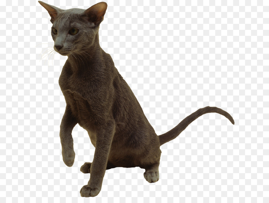 Gato Marrom，Gato PNG