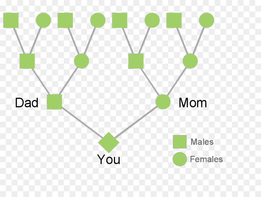 Árvore Genealógica，Genealogia PNG