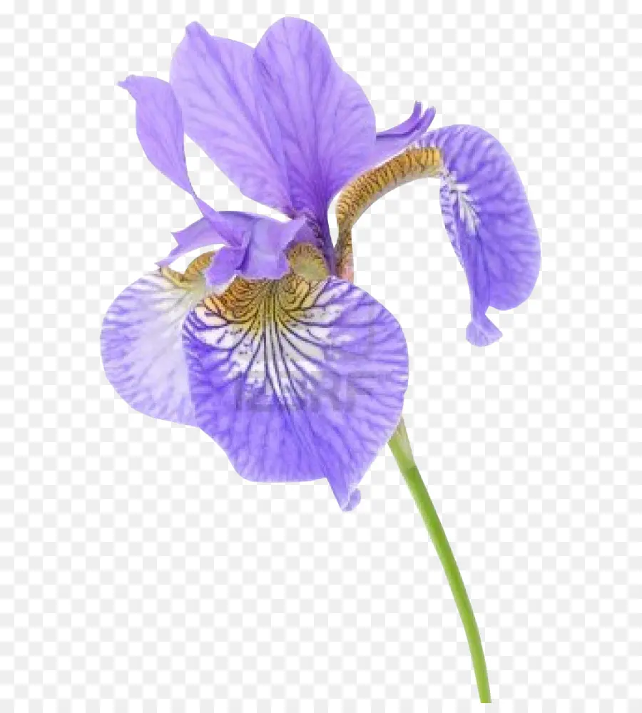 Iris Versicolor，Flor De Iris Conjunto De Dados PNG