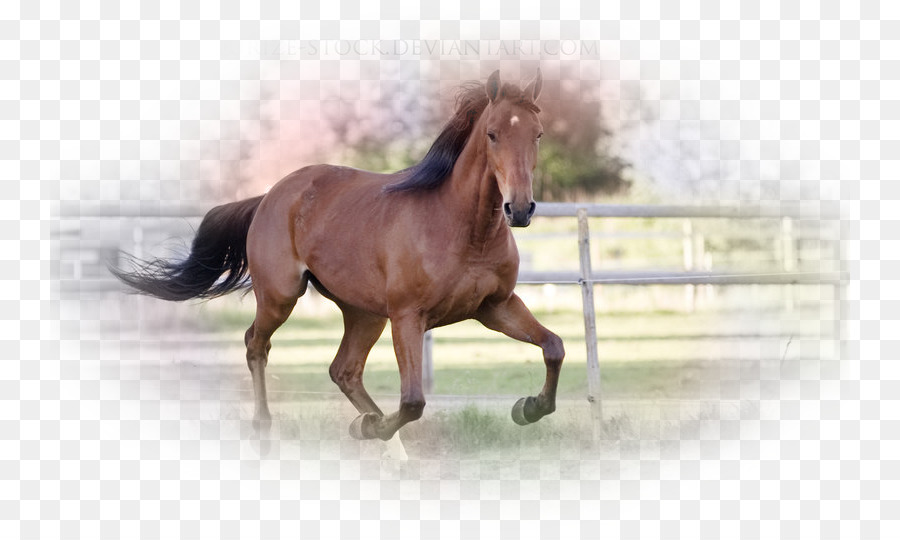 Cavalo Preto，Campo PNG