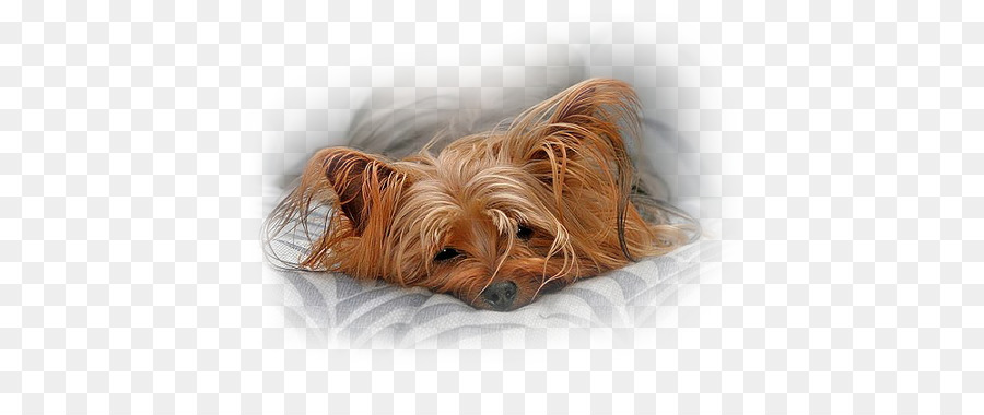 Yorkshire Terrier，Es PNG