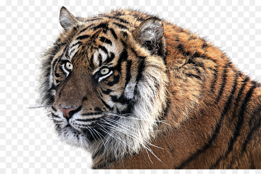 Tigre，Filhote PNG