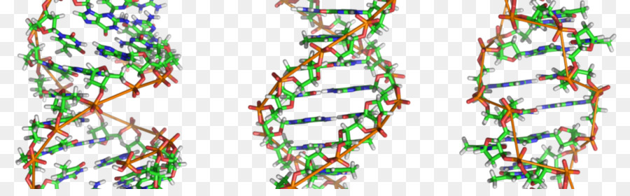 Dna，Zdna PNG