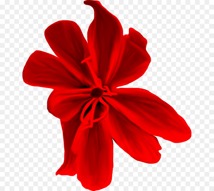 Flor Vermelha，Florescer PNG