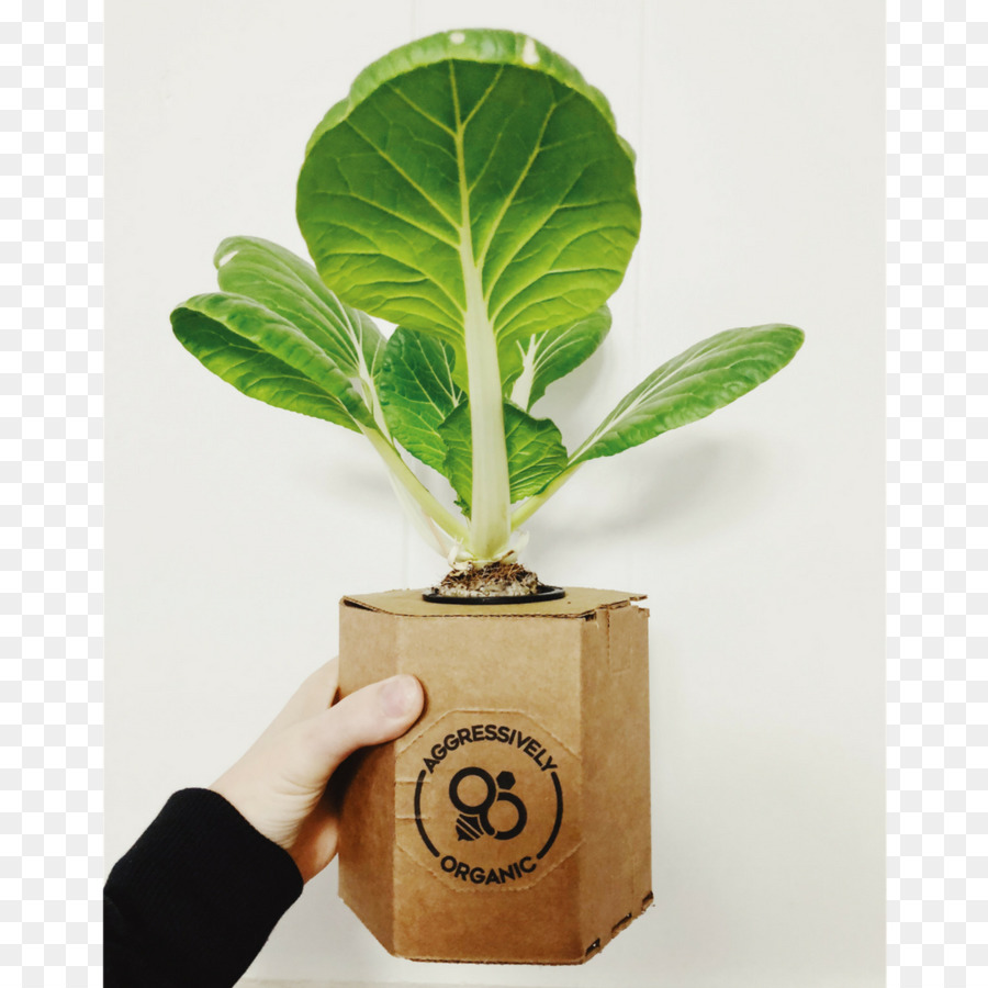 Folha，Flowerpot PNG