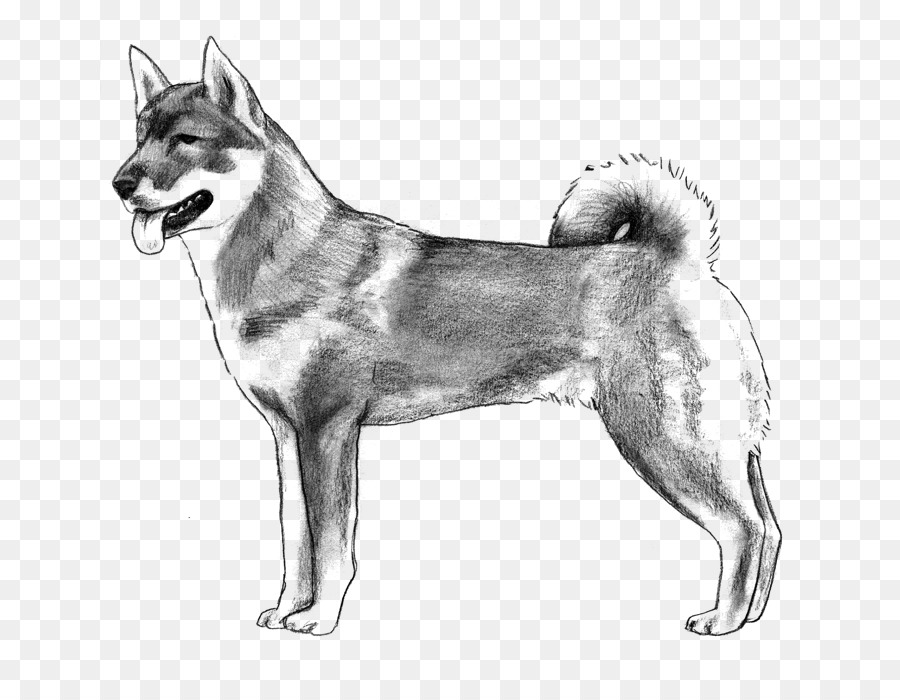 Saarloos Wolfdog，Husky Siberiano PNG