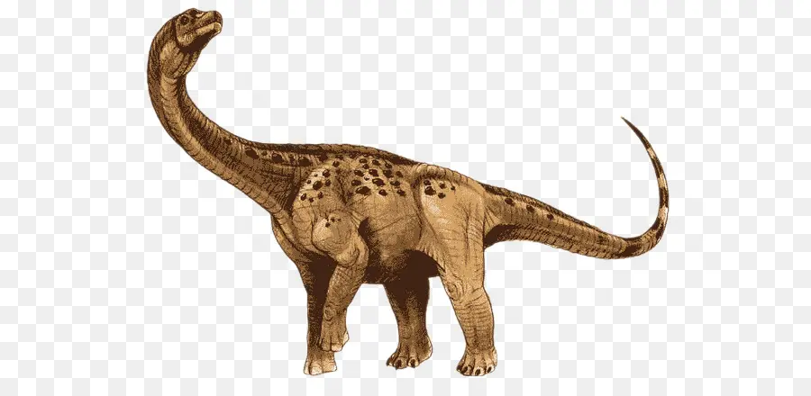 Antarctosaurus，Apatossauro PNG