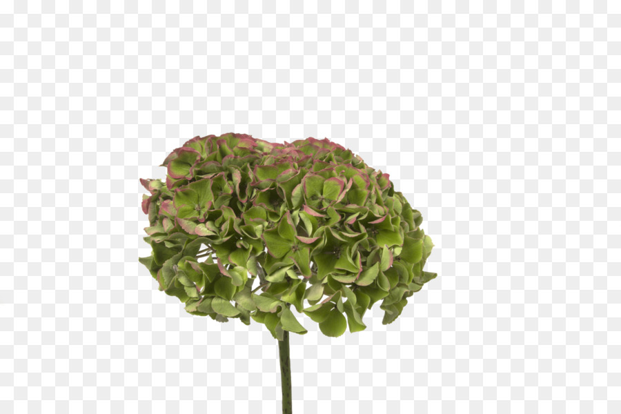 Francês Hortênsia，Holex Flor Bv PNG