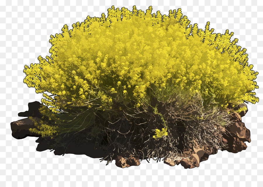 Arbusto Amarelo，Arbusto PNG