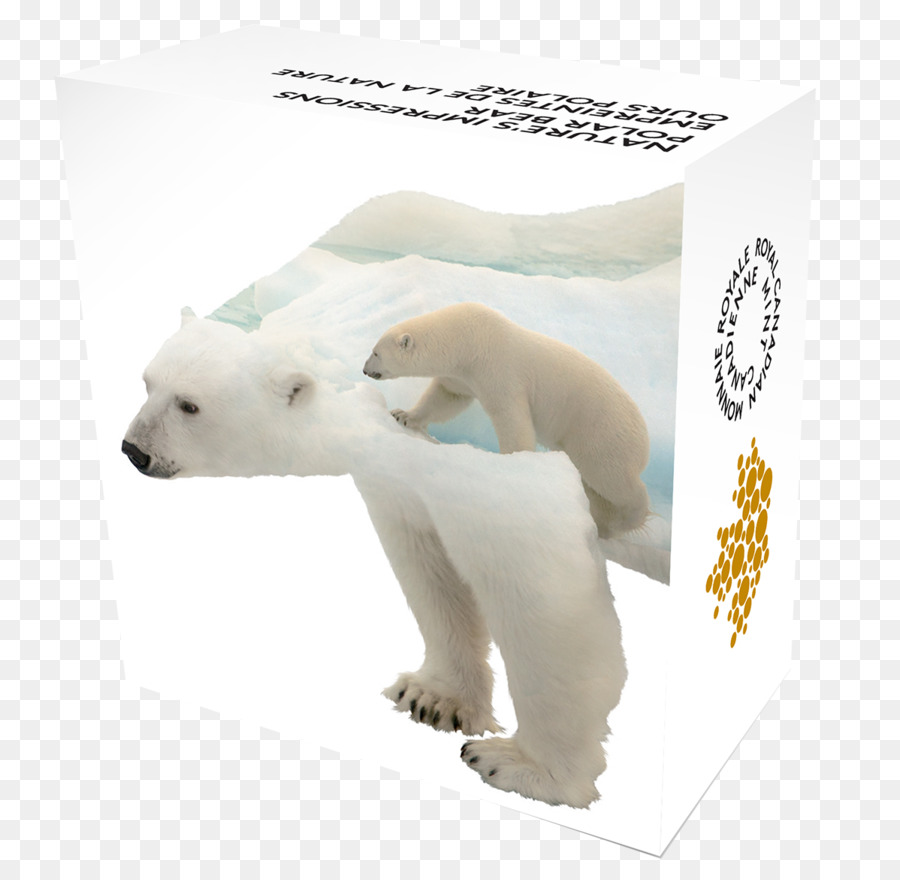 Urso Polar，ártico PNG