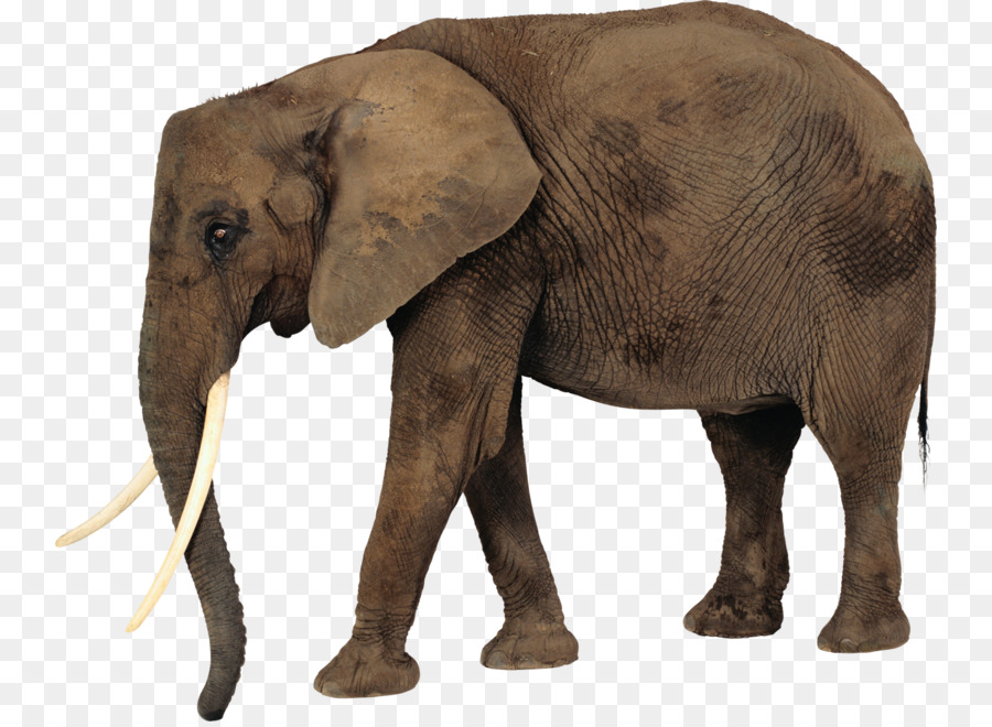 Elefante，Mamífero PNG