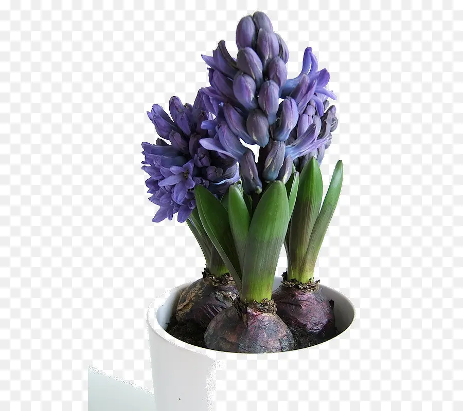 Jacinto Roxo，Plantar PNG