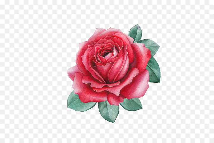 As Rosas Do Jardim，Rosa Chinensis PNG