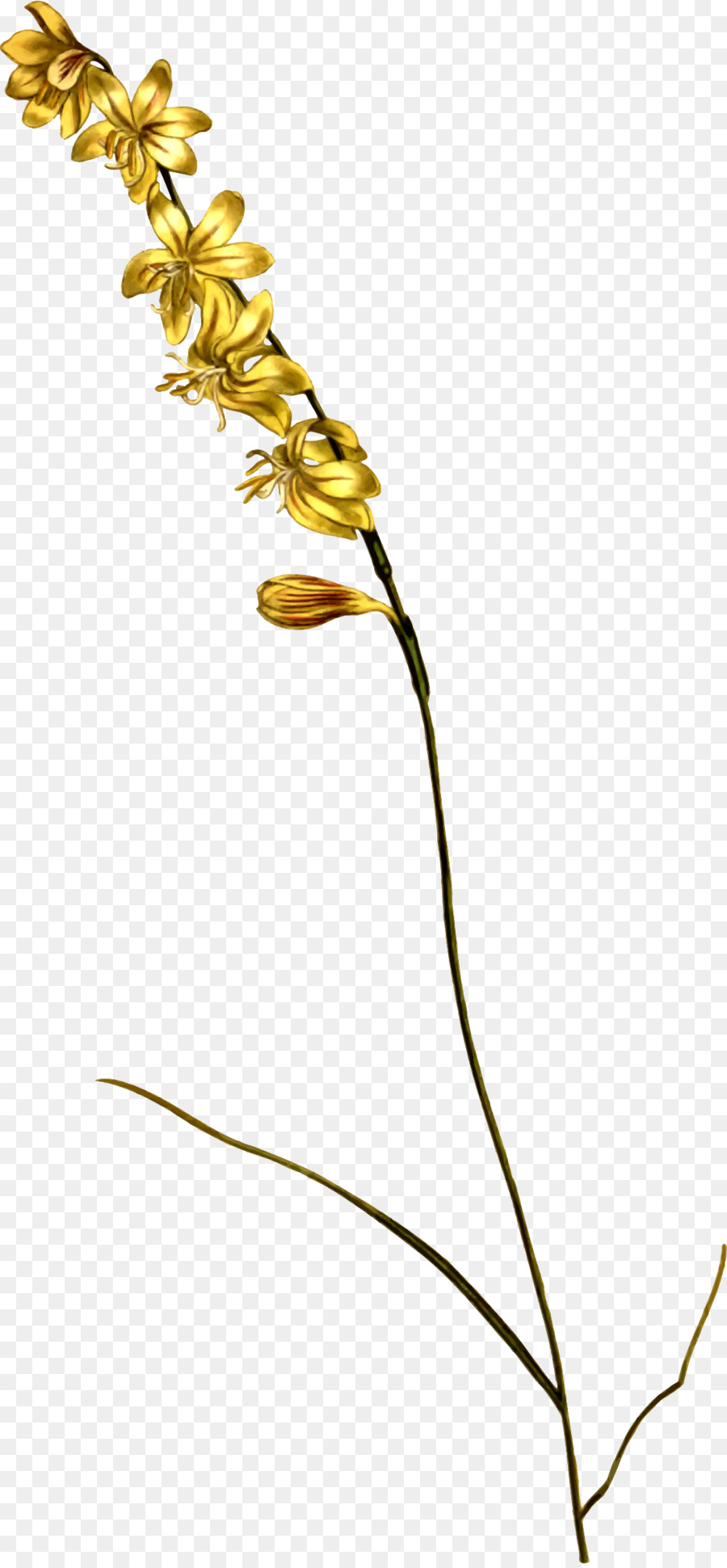 Flor Amarela，Florescer PNG