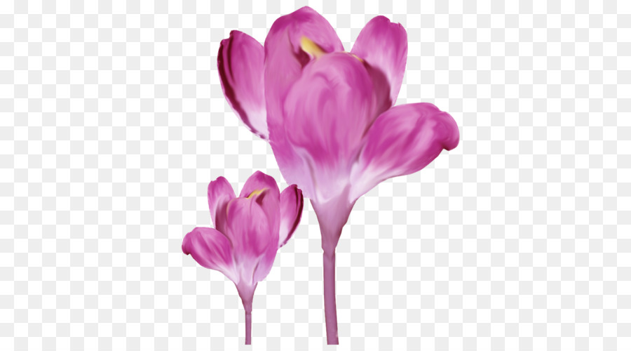 Crocus，Açafrão PNG