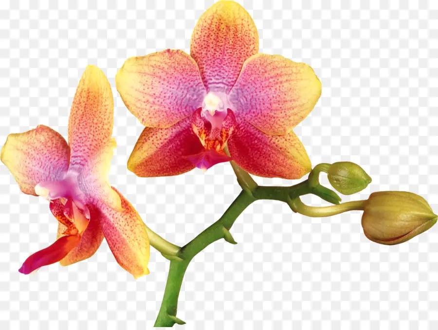 Orquídeas，Amarelo PNG