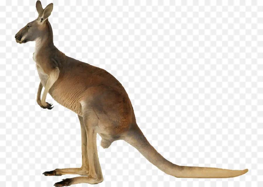 Canguru，Marsupial PNG