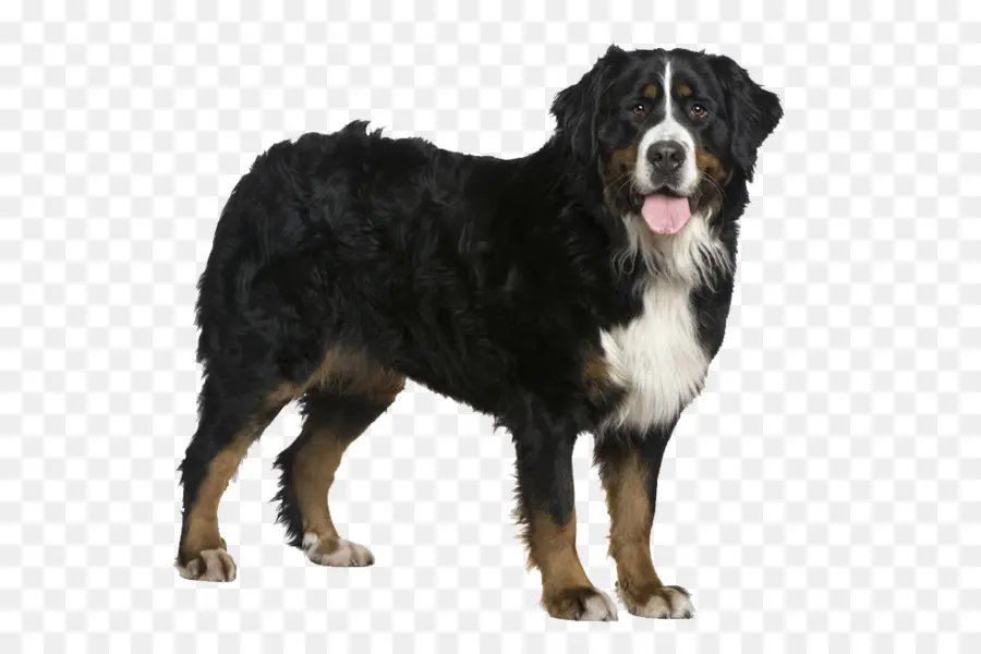 Bernese Mountain Dog，Golden Retriever PNG