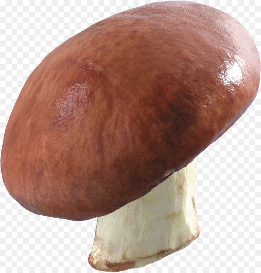 Cogumelo Comum，Cogumelo PNG