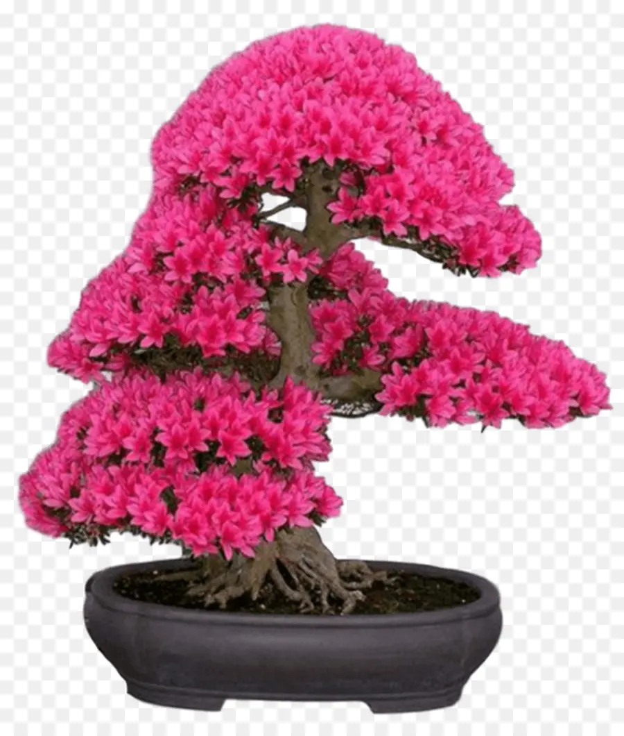 Árvore Bonsai，Flores Cor De Rosa PNG