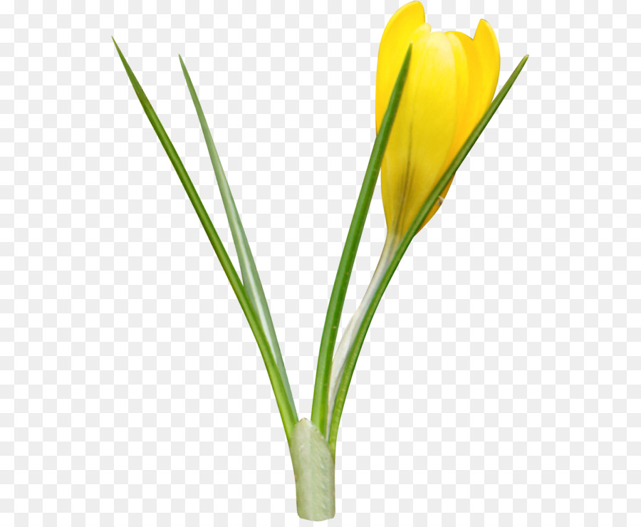 Narcisos，Amarelo PNG